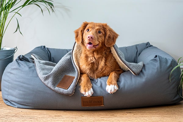 NOVAPET Veterinaria